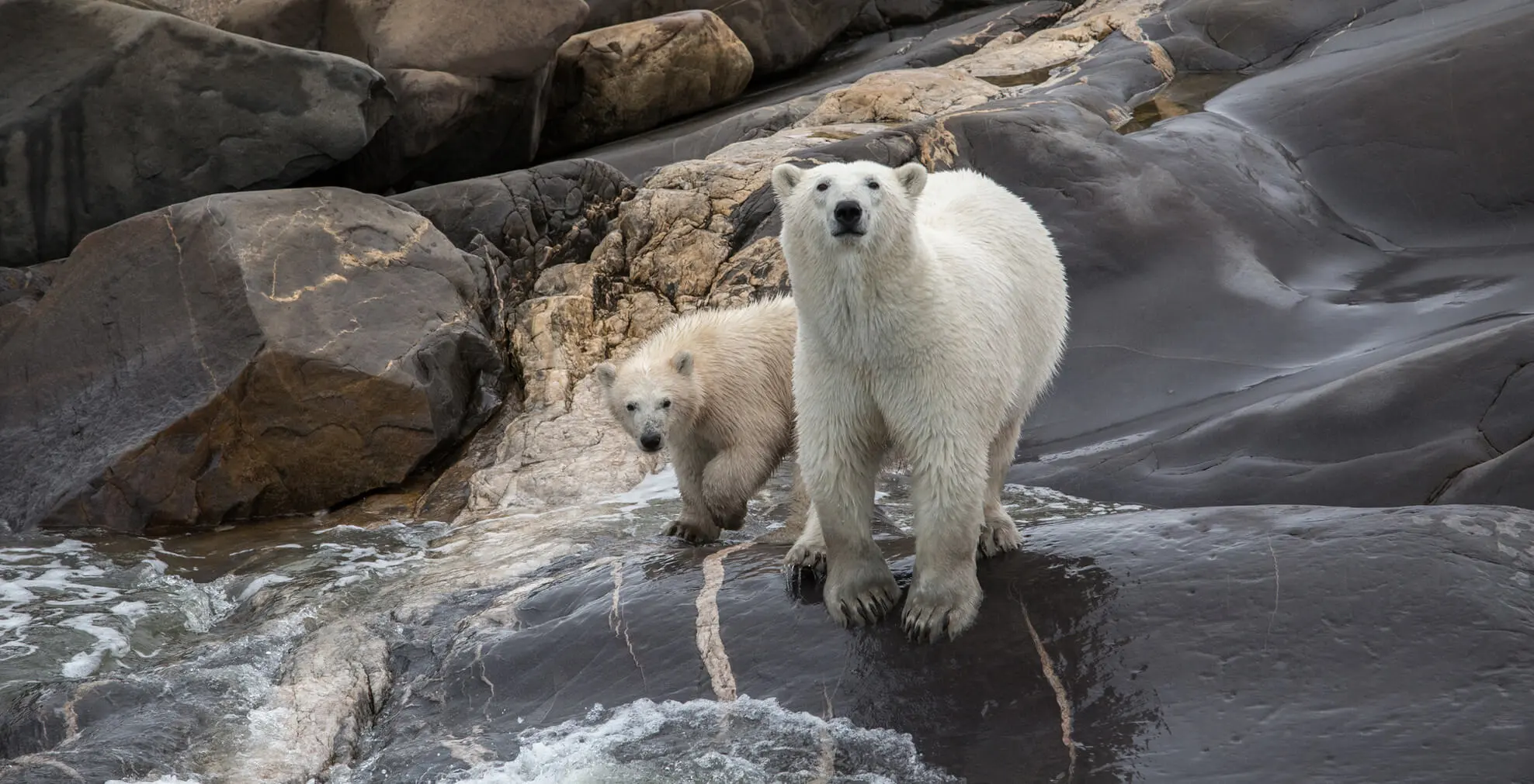 Kanada Urlaub: Die Eisbären in der Hudson Bay
