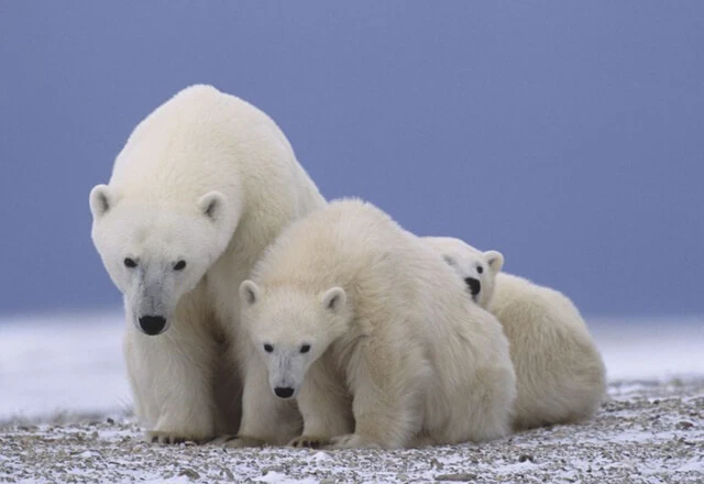 Kanada Urlaub: Die Eisbären in der Hudson Bay