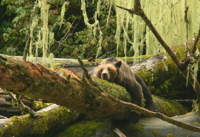 Kanada Urlaub: Die Bären im Knight Inlet, Vancouver Island