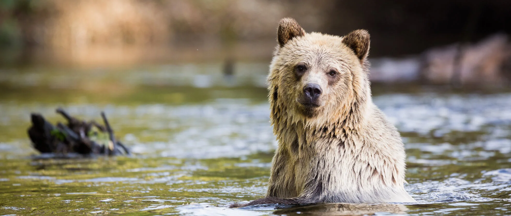 Kanada Urlaub: Die Bären im Knight Inlet, Vancouver Island