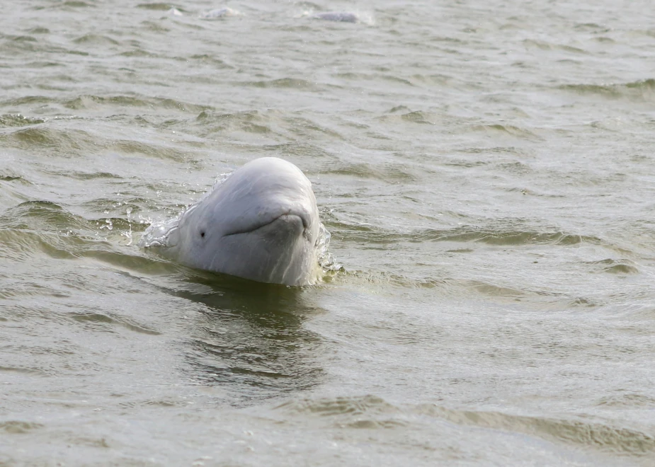 Ein Beluga in der Hudson Bay (Kanada) schaut aus dem Wasser