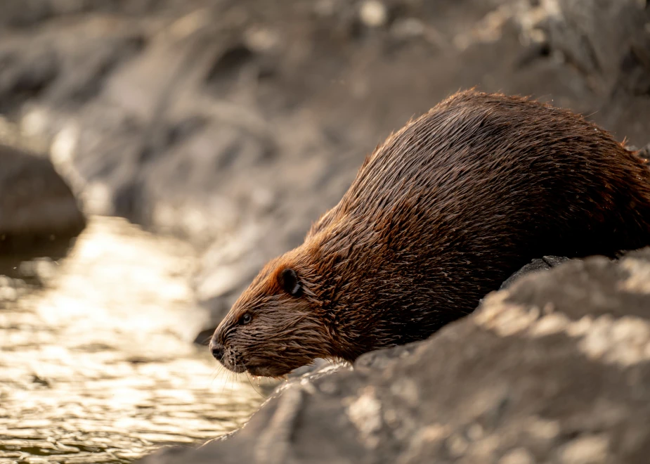 Biber an einer Böschung gleitet bei einer Besichtigung ins Wasser