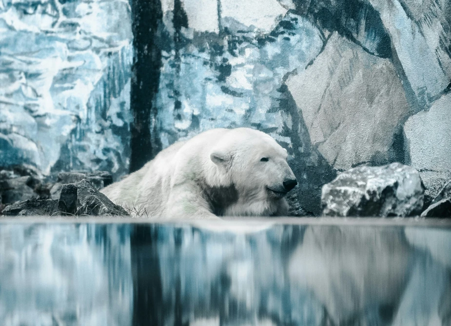 Eisbär im Wasser in Kananda (Ort: Churchill, Manitober)