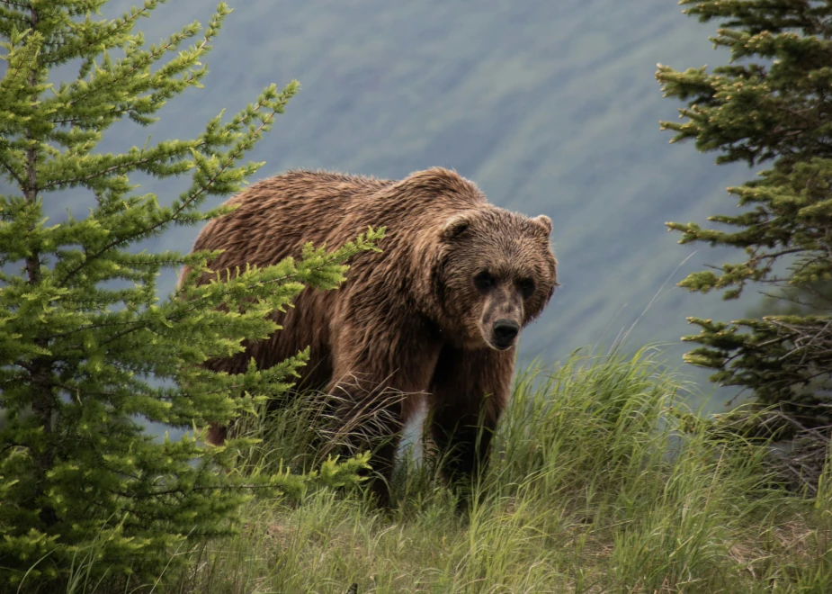 Grizzlybär in Kanadas Wildnis