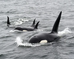 Teaserbild Orcas