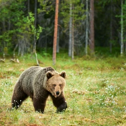 Bär im Great Bear Rainforest, Kanada