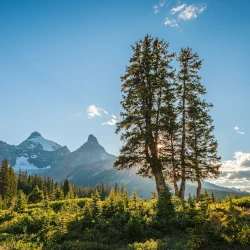 Im Jasper Nationalpark in Alberta gibt es eine große Population von Bibern