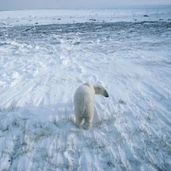 Eisbär im Wapusk Nationalpark