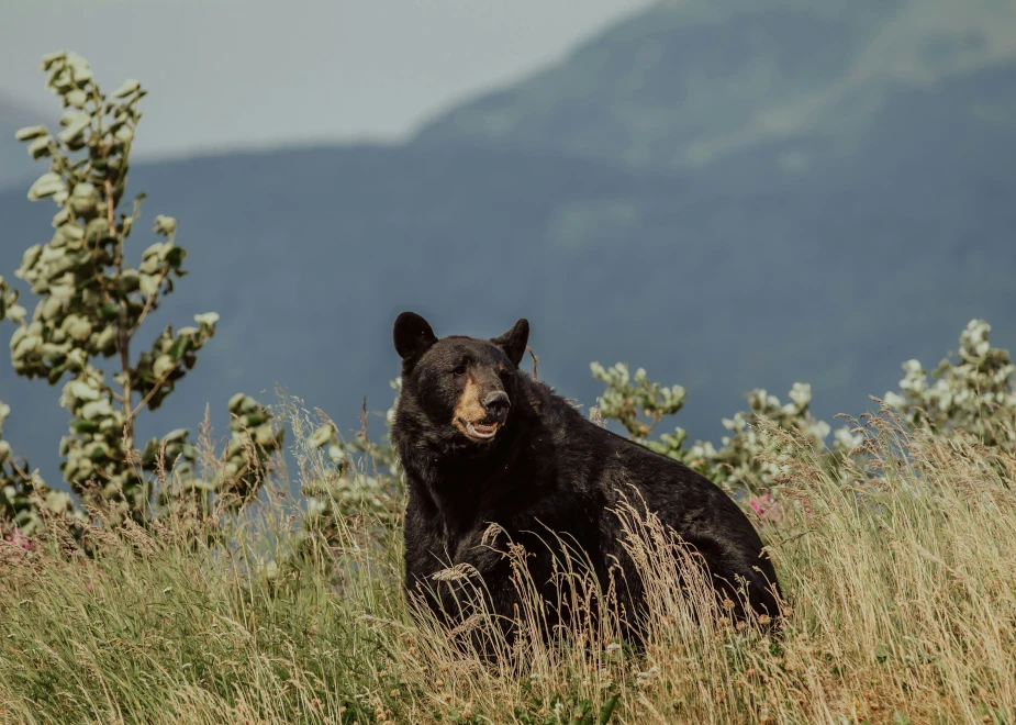 Schwarzbär im Jasper Nationalpark in Kanada