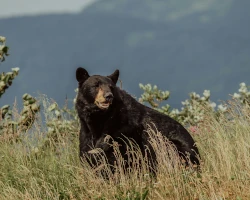 Teaserbild Schwarzbären